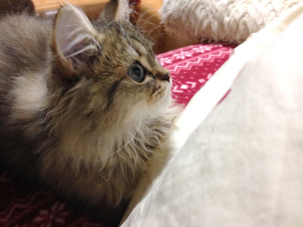 いっちょまえに、獲物（おもちゃ）を狙っとります！