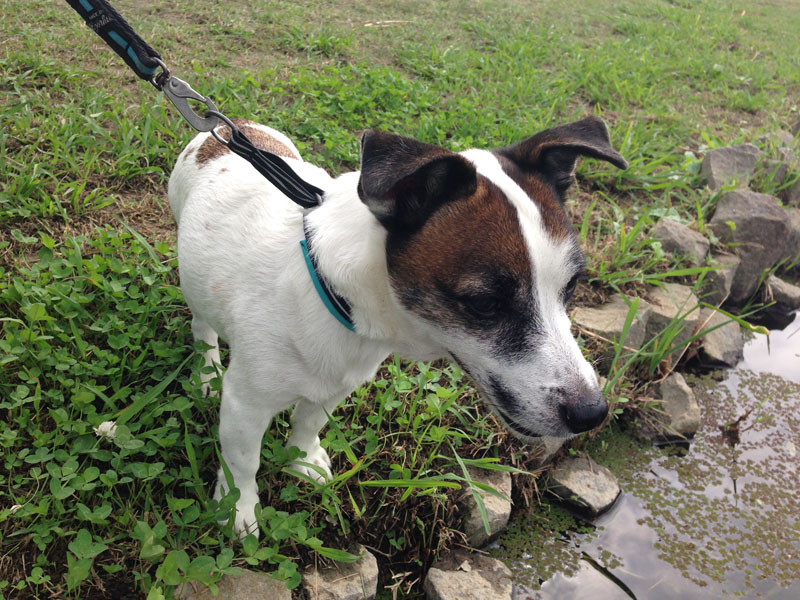 前回のおさんぽ。池を見つめて。落ちないでよ。