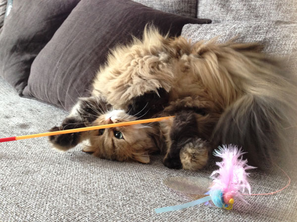 逆さになって、「まだ遊ぶ～！」