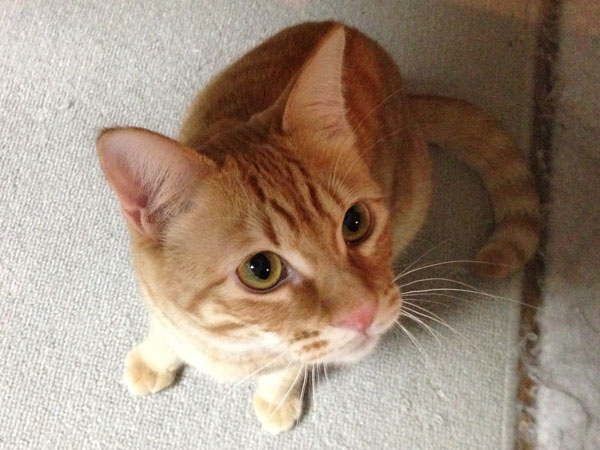 人懐っこいやんちゃさんの、モカくん。おもちゃ大好き。