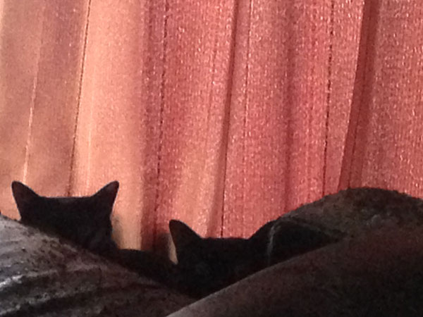 たぶん、にこちゃんとたんたん。