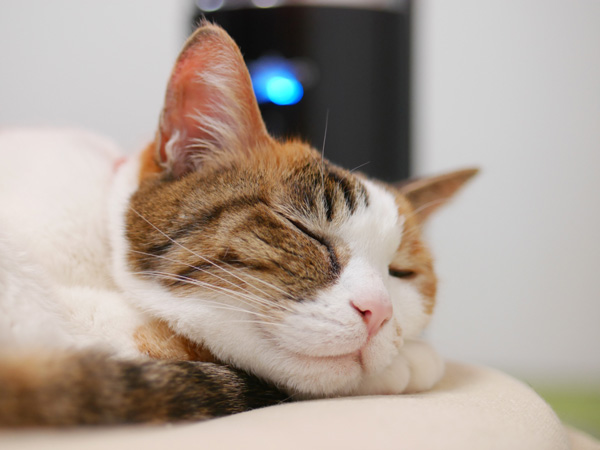 ご家族がお戻りになられて安心のみーちゃん