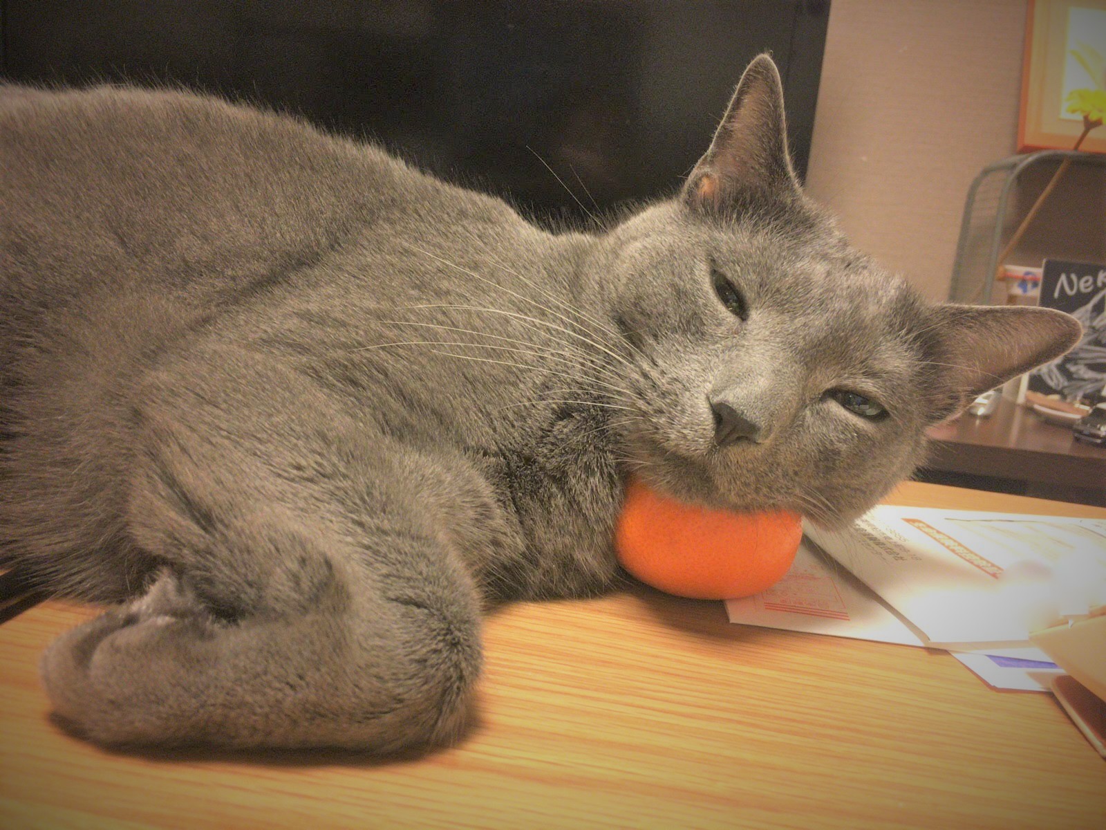 新型コロナウィルスとペットに関する情報