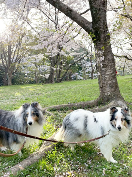 お留守番わんこ セイラ＆シフォン ちゃん