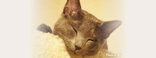 ペットシッターふふふ